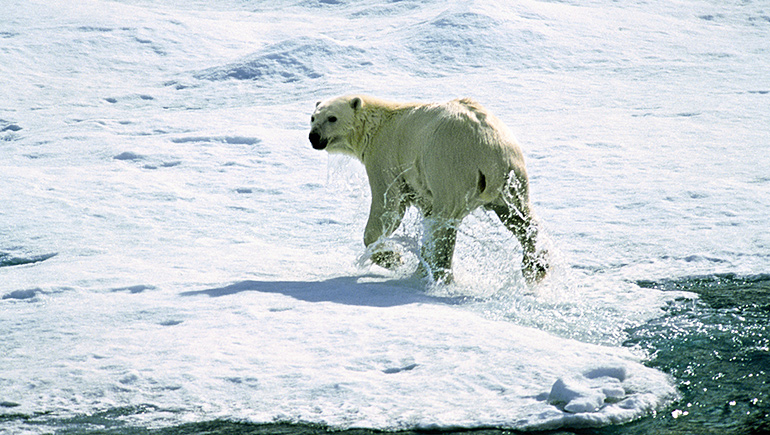 Isbjörn som symbol för Climate Action +100